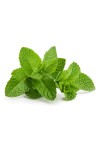 Parfum raisin - le marchand de glace